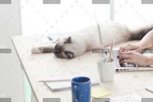 demo-attachment-12-sleepy-cat-on-a-desktop-P4C6THM