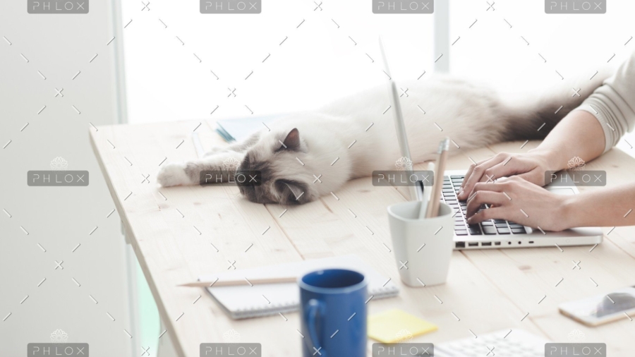 demo-attachment-12-sleepy-cat-on-a-desktop-P4C6THM